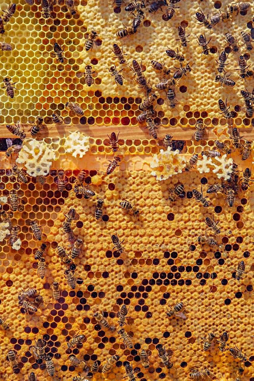 Indemnisation en apiculture